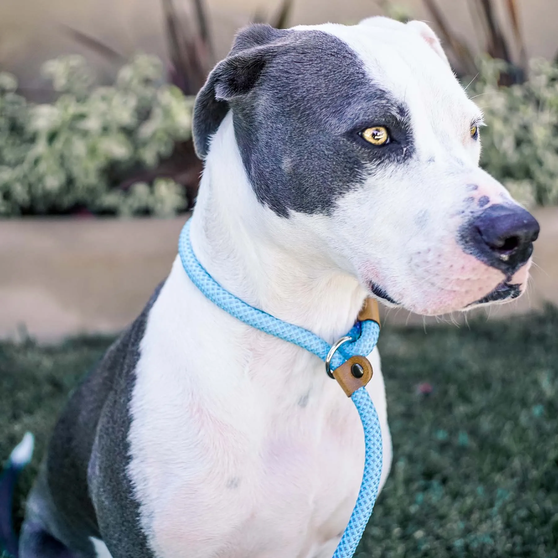 Ultra Reflective 6' Dog Slip Leash